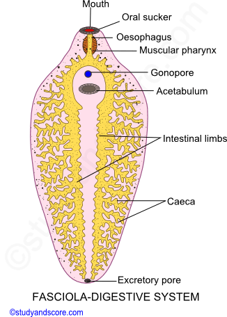 fasciola hepatica morphology